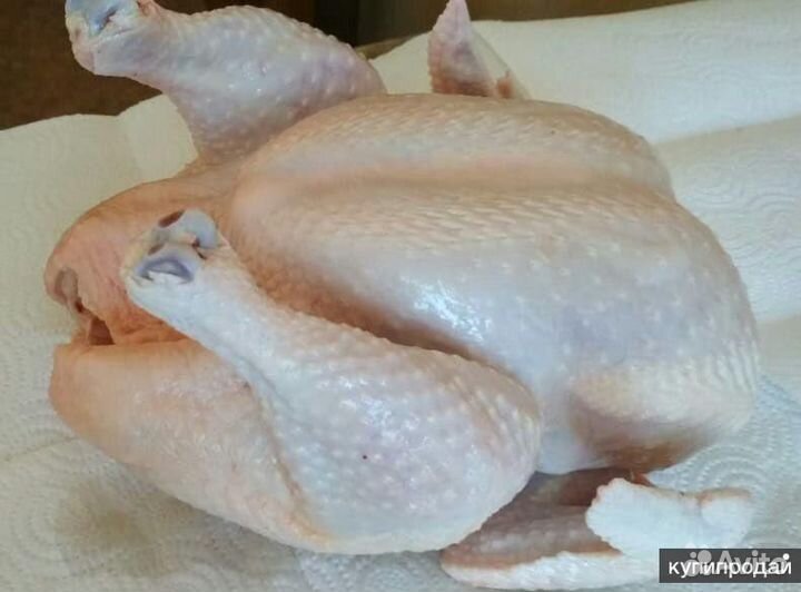 Куры бройлеры тушки мясо