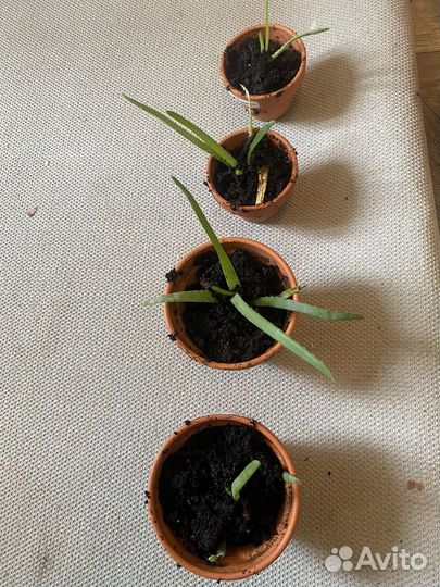 Алоэ древовидное