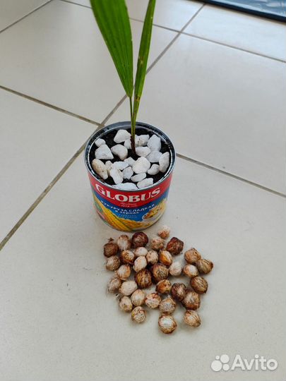 Пальма трахикарпус