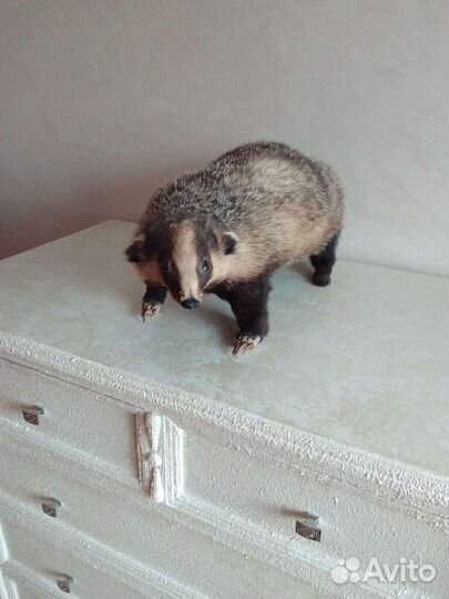 Чучела животных