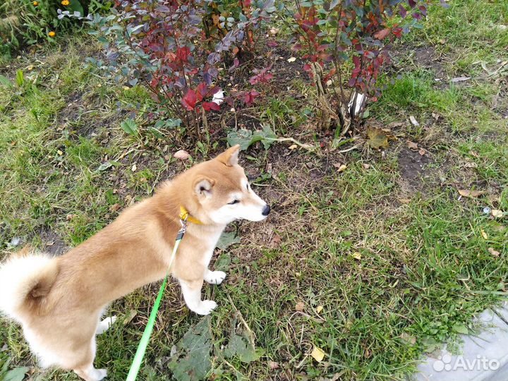 Котоняня, зооняня