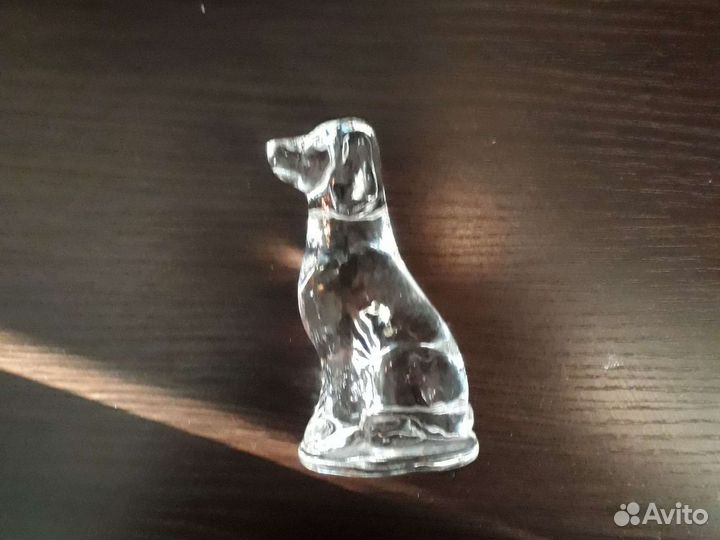 Охотничья собака стеклянная спаниель