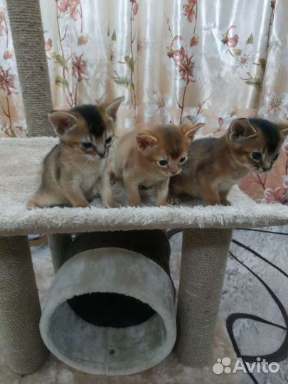 Абиссинские котята