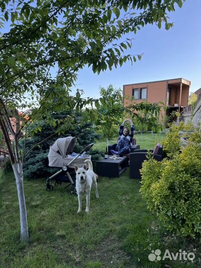 Передержка собак