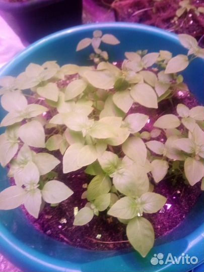 Базилик овощной