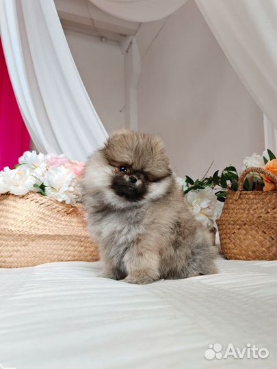 Померанский шпиц девочка медвежонок