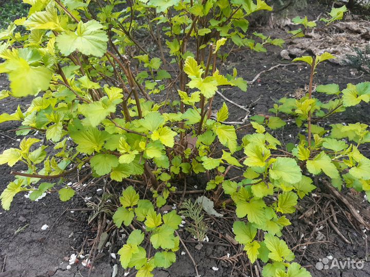 Пузыревлодник желтолистный