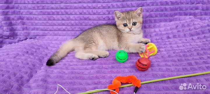 Золотая красотка шиншилла