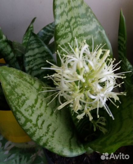 Сансевиерия