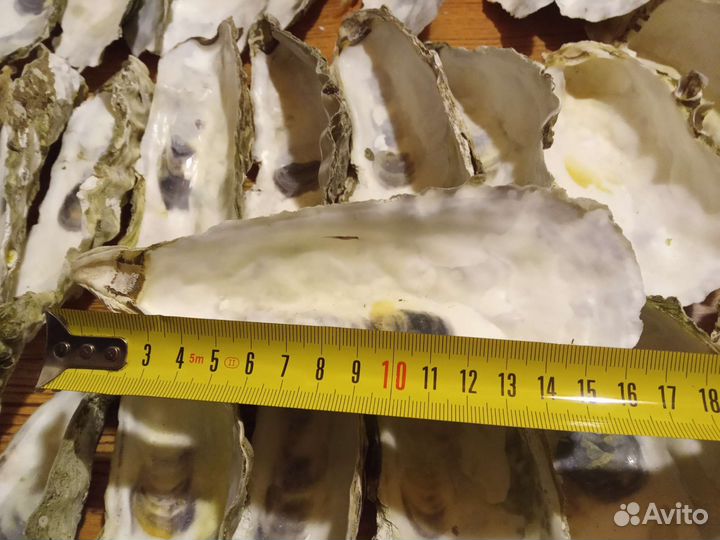 Ракушки устрицы для свечей