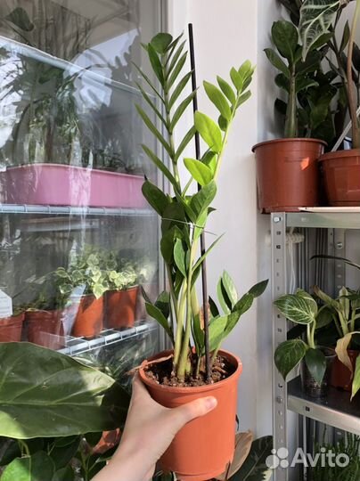 Замиокулькас 3 вида