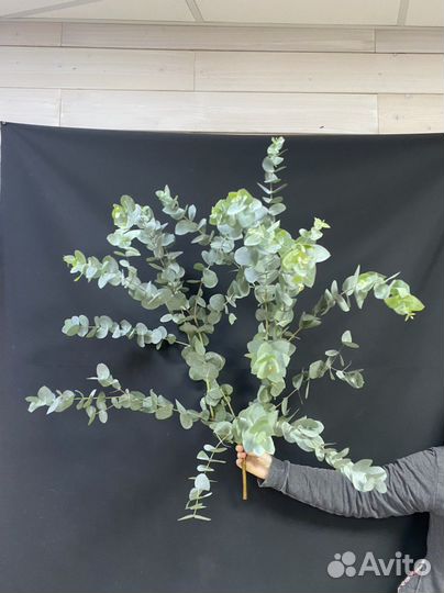 Эвкалипт оптом, букеты из эвкалипта