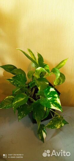 Эпипремнум