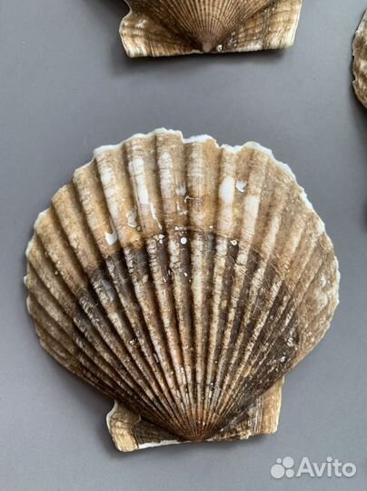 Ракушки морского гребешка