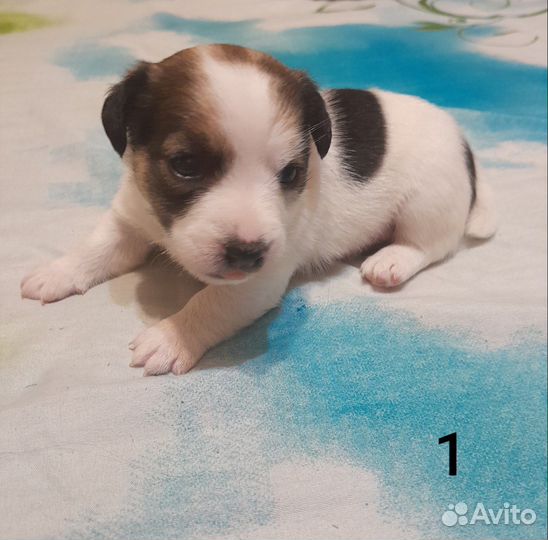 Щенки джек Рассел терьер