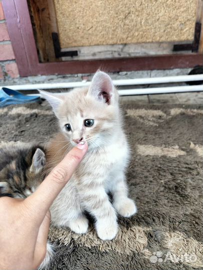 Котята бесплатно