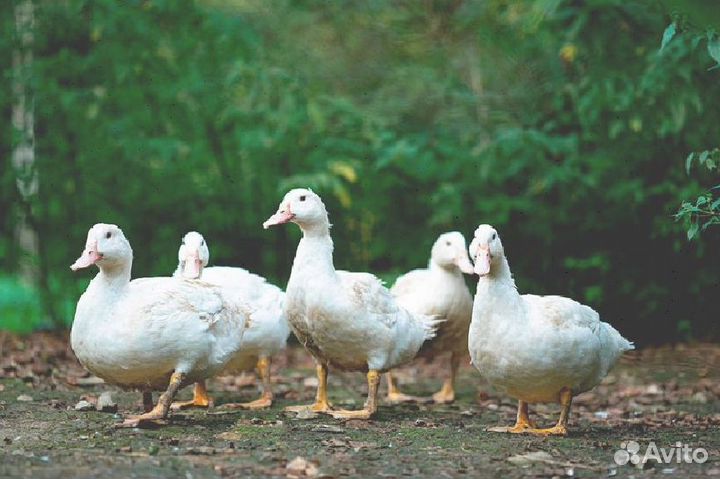 Комбикорм для уток с доставкой