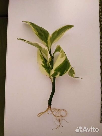 Педилантус