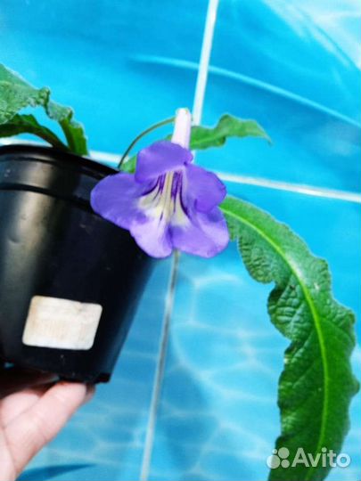 Стрептокарпус сортовой