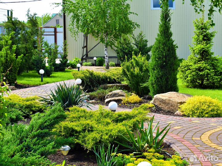 Туя для изгороди