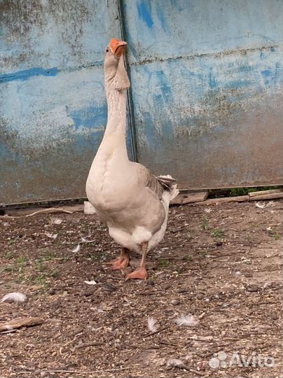 Гусак переярый