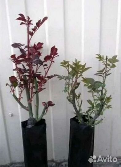 Роза саженец