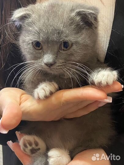 Шотландский вислоухий кот
