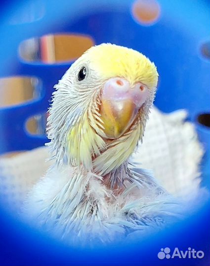 Попугаи ввп чехи и радужные