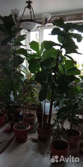 Кротон мамми