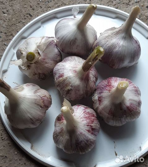 Чеснок сортовой