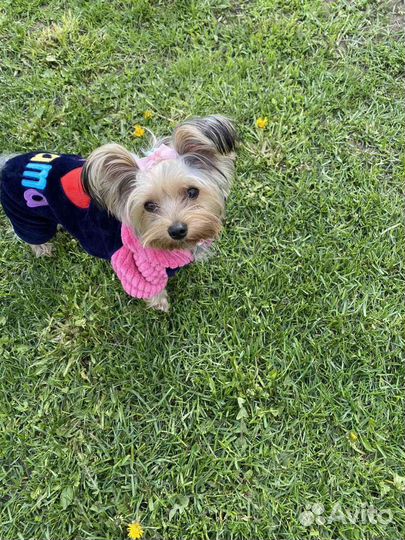 Костюмчик для собаки Йорика