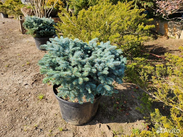 Ель глаука глобоза