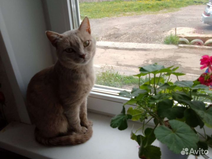 Серенький котик в добрые руки