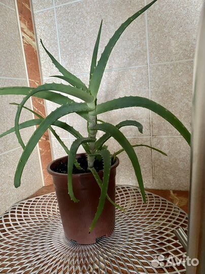 Алоэ лечебный