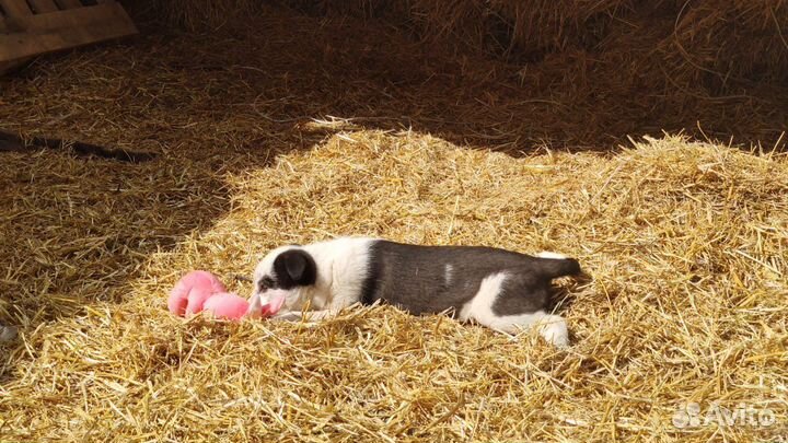 Щеночек девочка