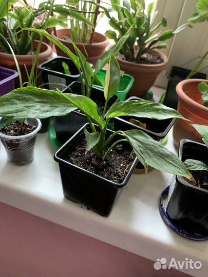 Спатифиллум Домино