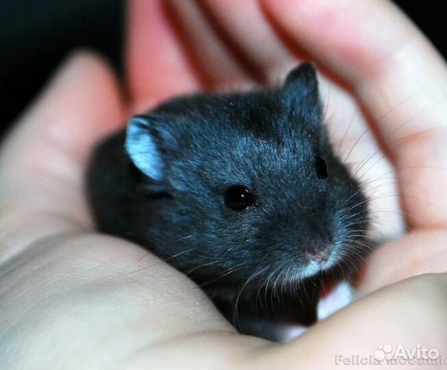 Хомячата Кэмпбелла и джунгарики