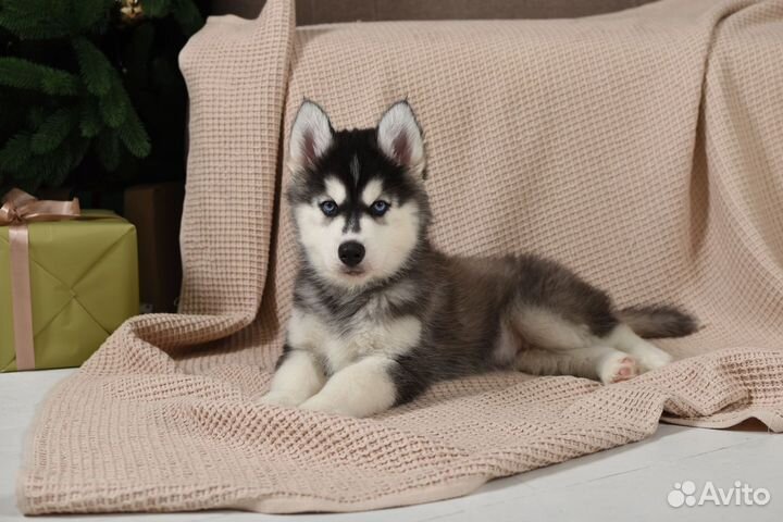 Щенки породы Сибирский хаски