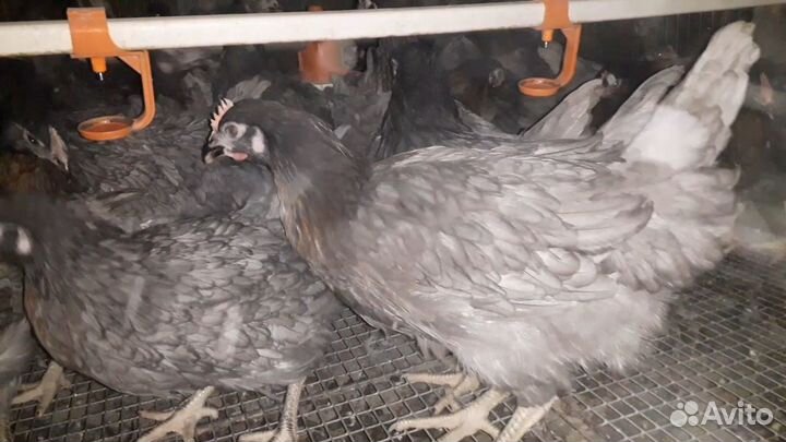 Куры молодки