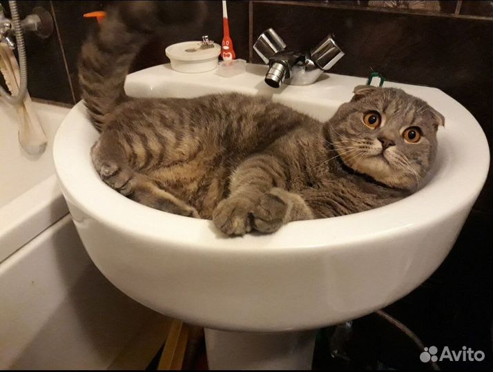 Шотландский кот