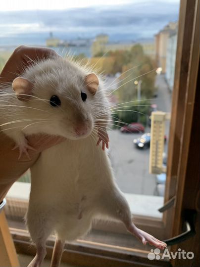 Крыса дамбо