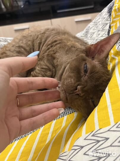 Девон-рекс в добрые руки