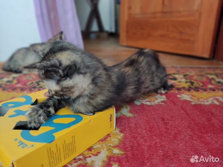 Кошка в дар