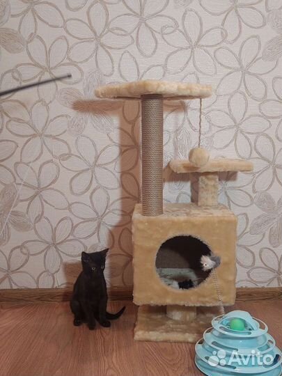 Кошки в добрые руки