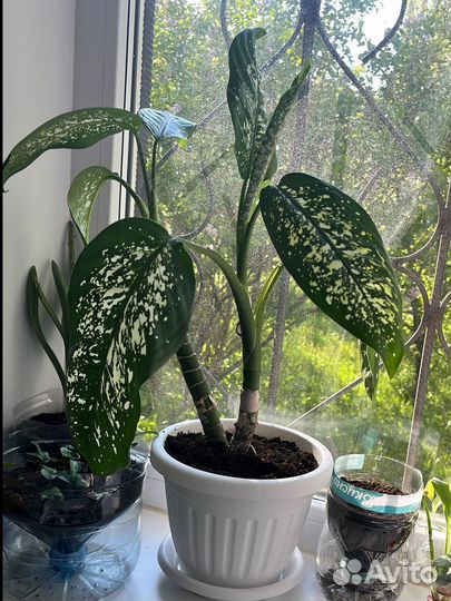 Диффенбахия