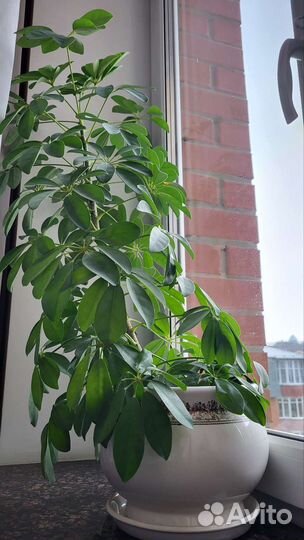 Шеффлера в керамическом кашпо