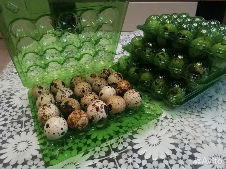 Яйца перепелиные домашние