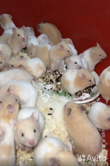 Сирийский хомяк девочка