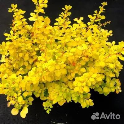 Барбарис Sunny