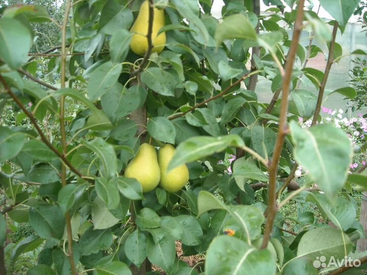 Саженцы яблонь, груш, черешни